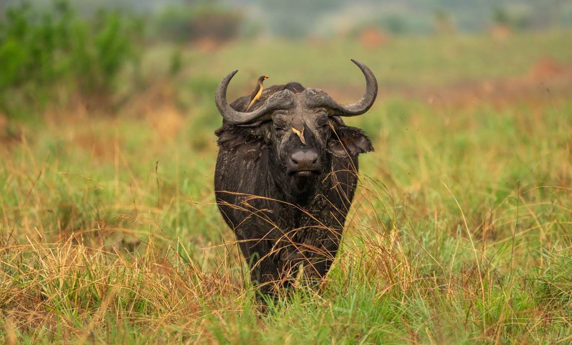 voyage photo ouganda guillaume astruc galerie 42