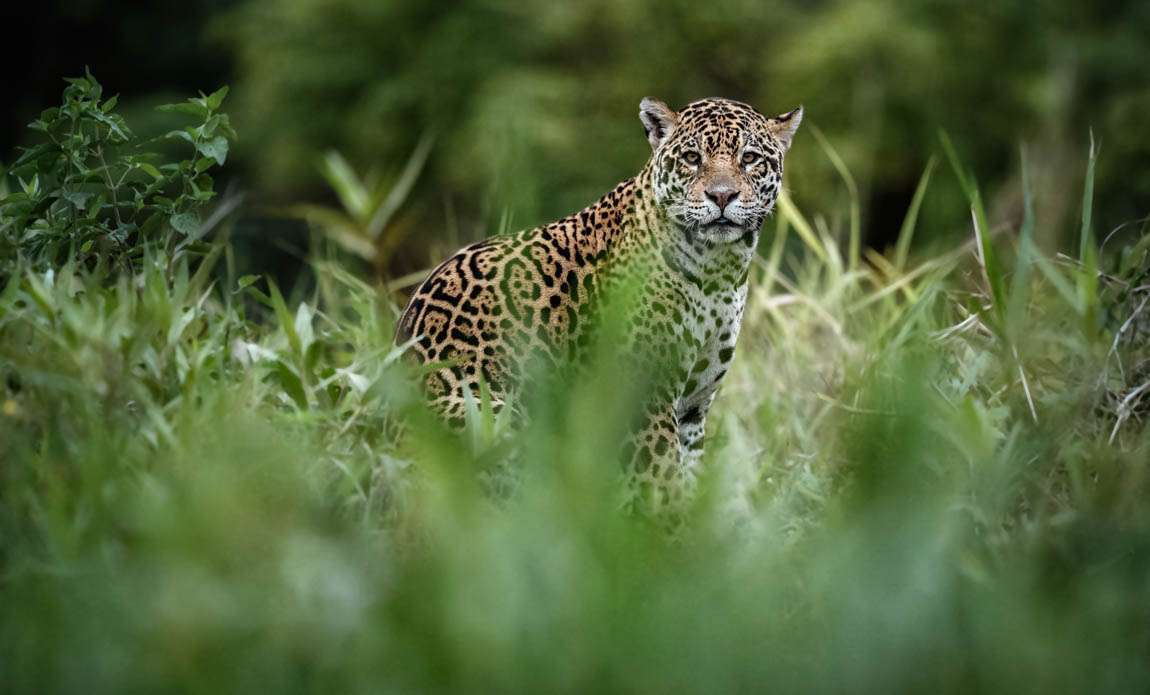 voyage photo pantanal adobestock 121355722