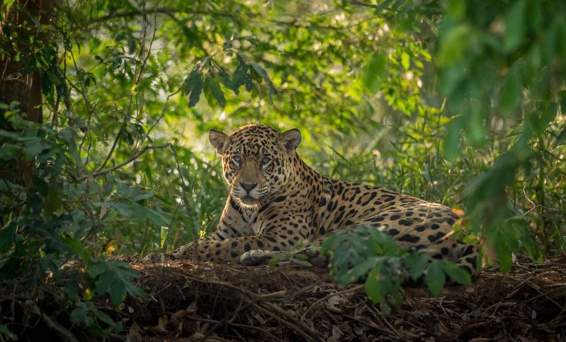 voyage photo pantanal adobestock 132043044