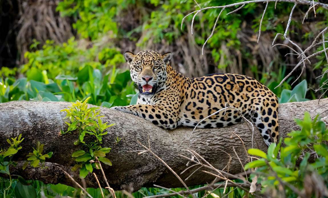 voyage photo pantanal adobestock 299017406