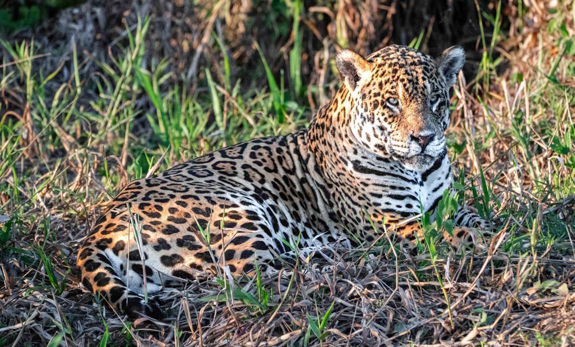 voyage photo pantanal florian launette galerie 1