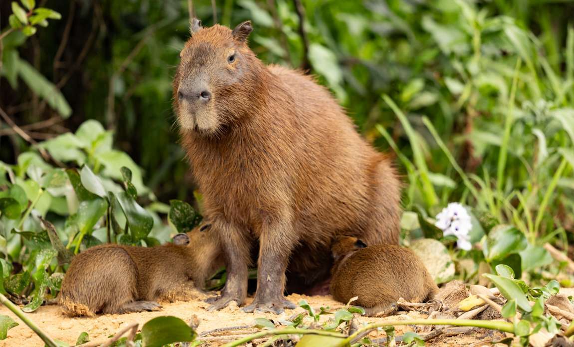voyage photo pantanal florian launette galerie 12