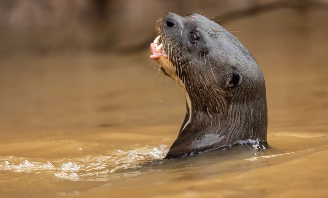 voyage photo pantanal florian launette galerie 13