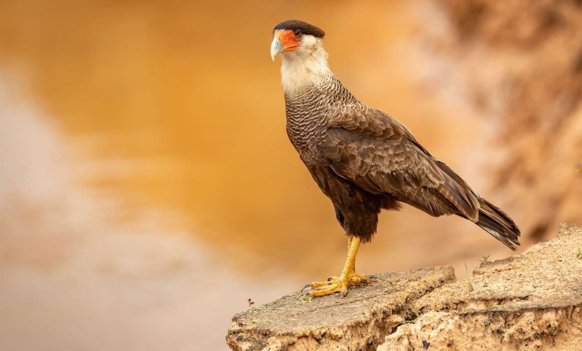 voyage photo pantanal florian launette galerie 14