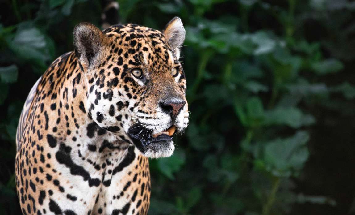 voyage photo pantanal florian launette galerie 2