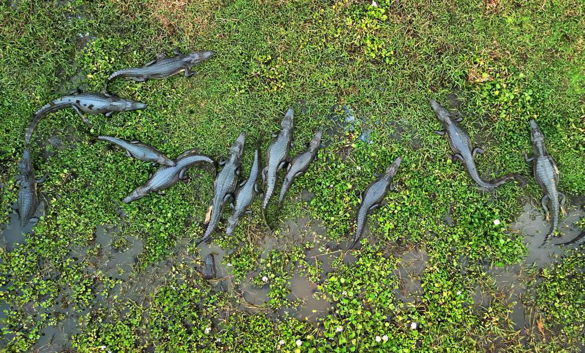 voyage photo pantanal florian launette galerie 28
