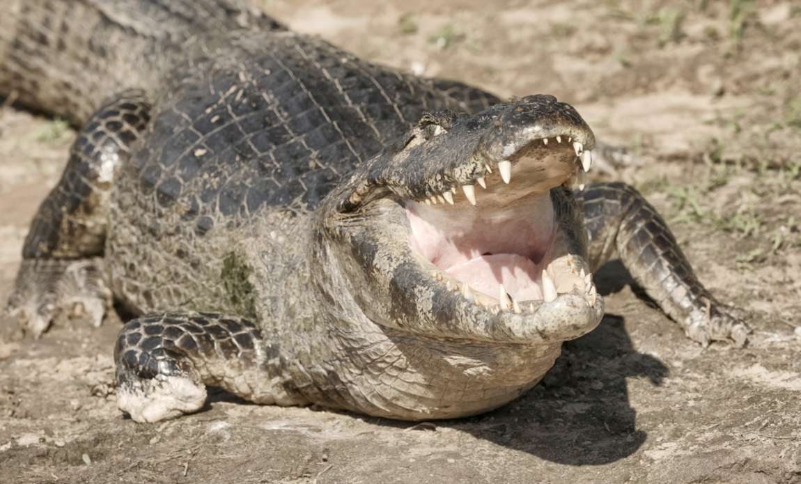 voyage photo pantanal florian launette galerie 32