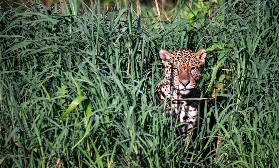 voyage photo pantanal florian launette galerie 9