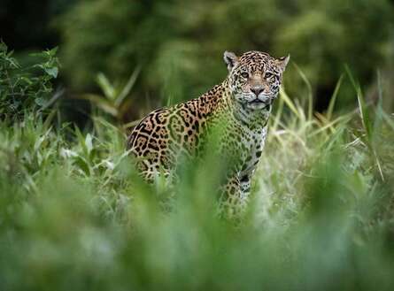 voyage photo pantanal gen adobestock 121355722