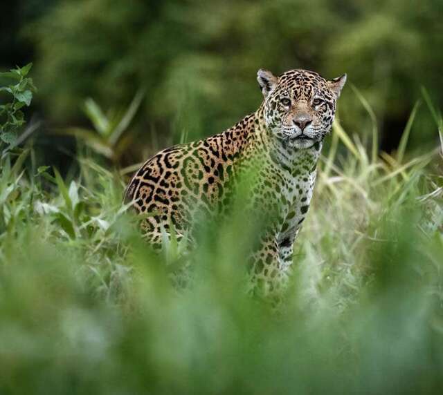 voyage photo pantanal gen adobestock 121355722