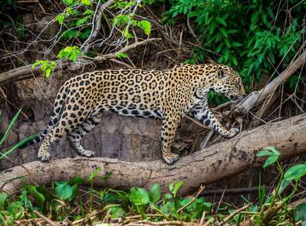 voyage photo pantanal gen adobestock 300987537