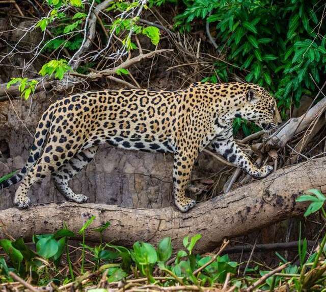 voyage photo pantanal gen adobestock 300987537