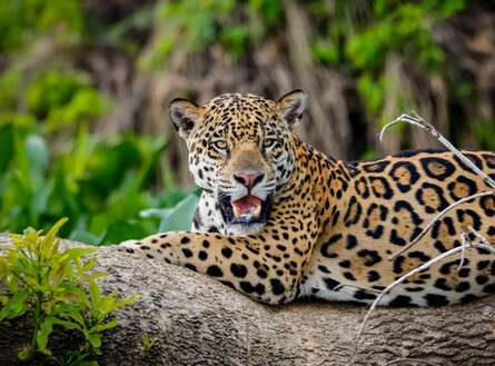 voyage photo pantanal gen adobestock 303072578