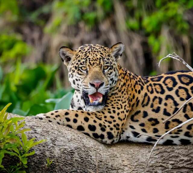 voyage photo pantanal gen adobestock 303072578