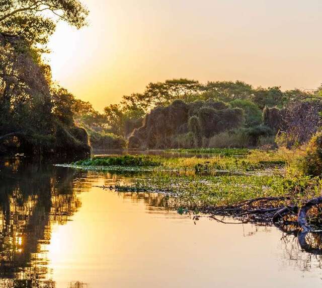 voyage photo pantanal gen adobestock 335399645