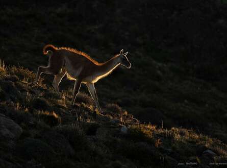 voyage photo patagonie 796776190 gen 4
