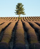 voyage photo provence vincent