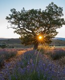 voyage photo provence vincent