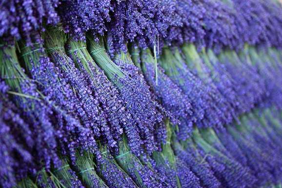 voyage photo provence vincent frances