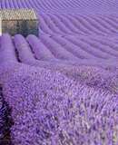 voyage photo provence vincent frances promo