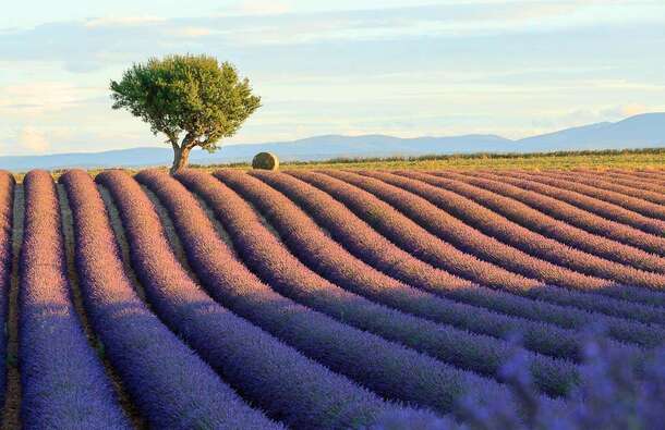 voyage photo provence vincent frances promo