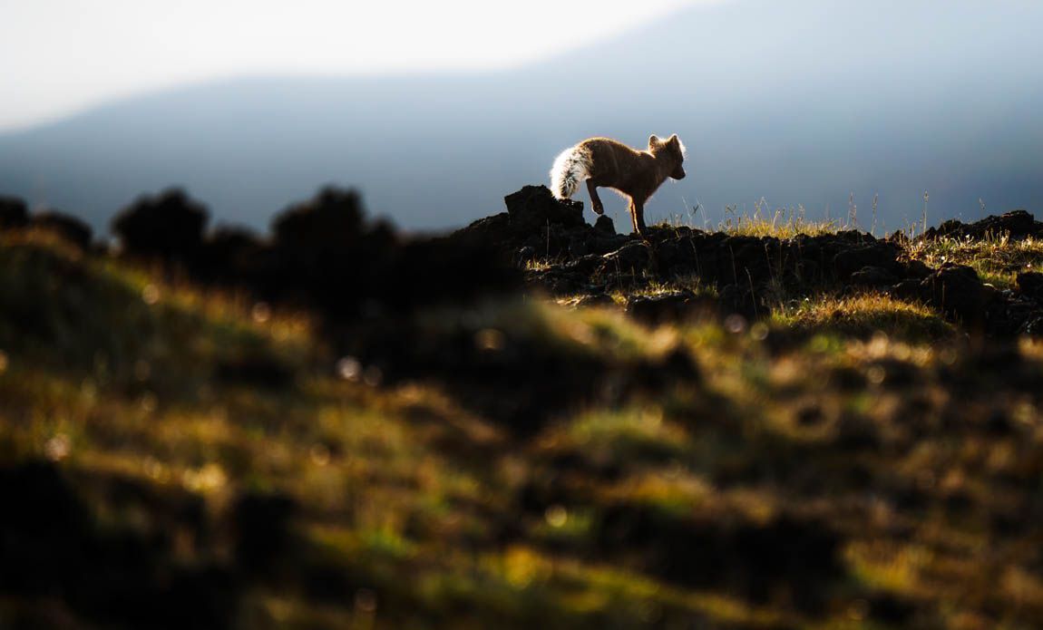 voyage photo renard lfre galerie 1