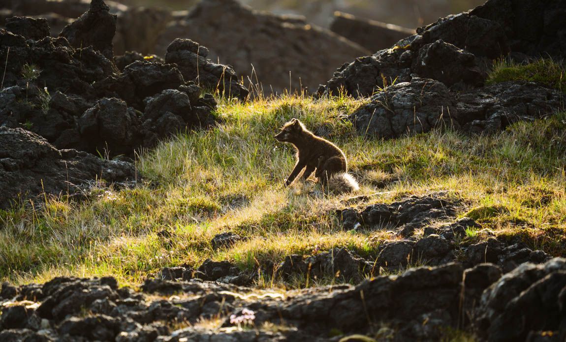 voyage photo renard lfre galerie 2