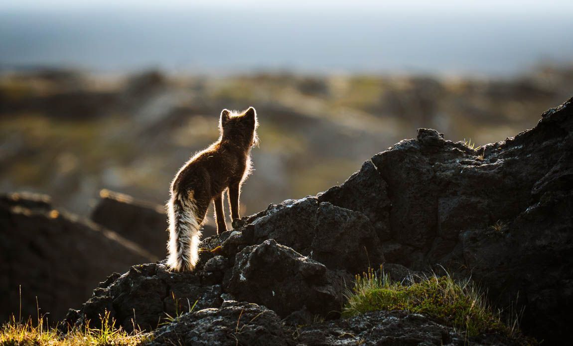 voyage photo renard lfre galerie 3