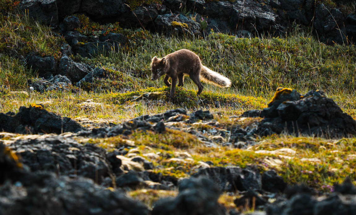 voyage photo renard lfre galerie 5