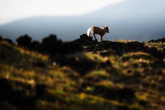 voyage photo renard lfre promo 1