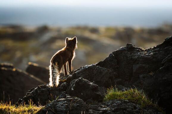 voyage photo renard lfre promo 3