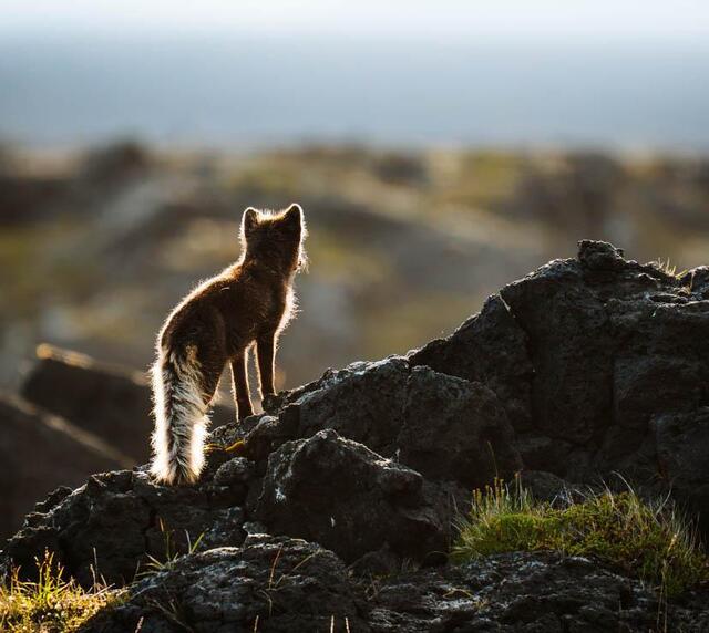 voyage photo renard lfre promo 3