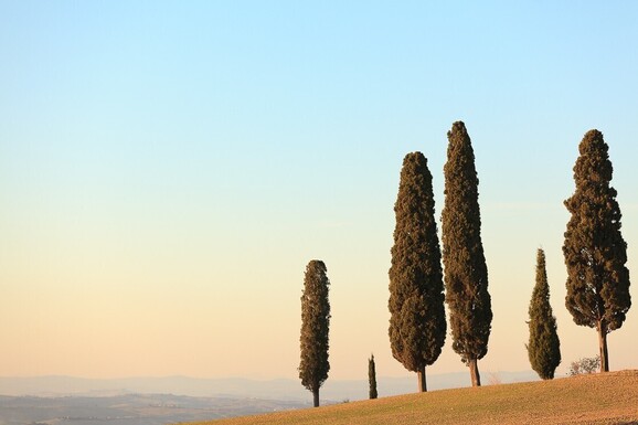 voyage photo toscane printemps vincent frances