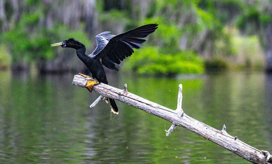 voyage photo us blues patrick frilet galerie 177