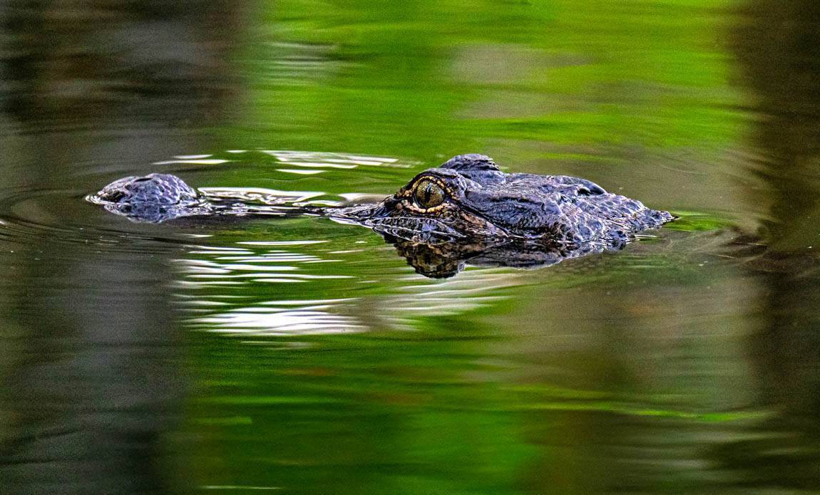 voyage photo us blues patrick frilet galerie 178