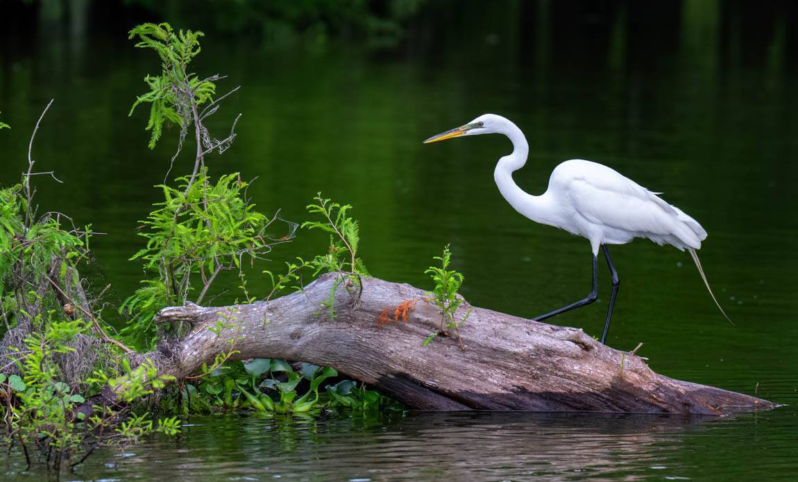 voyage photo us blues patrick frilet galerie 185