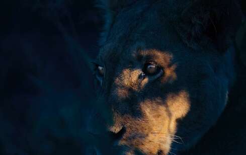 lionne lever de soleil copie 2