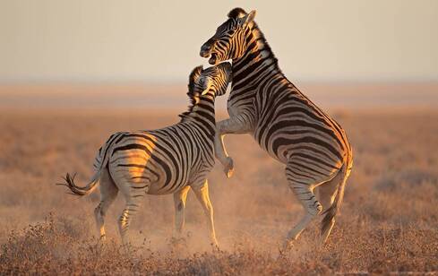 voyage photo namibie centre 46669068 galerie 4
