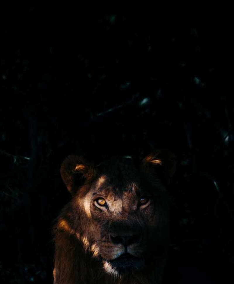 valentinpacaut jeunelion chobe