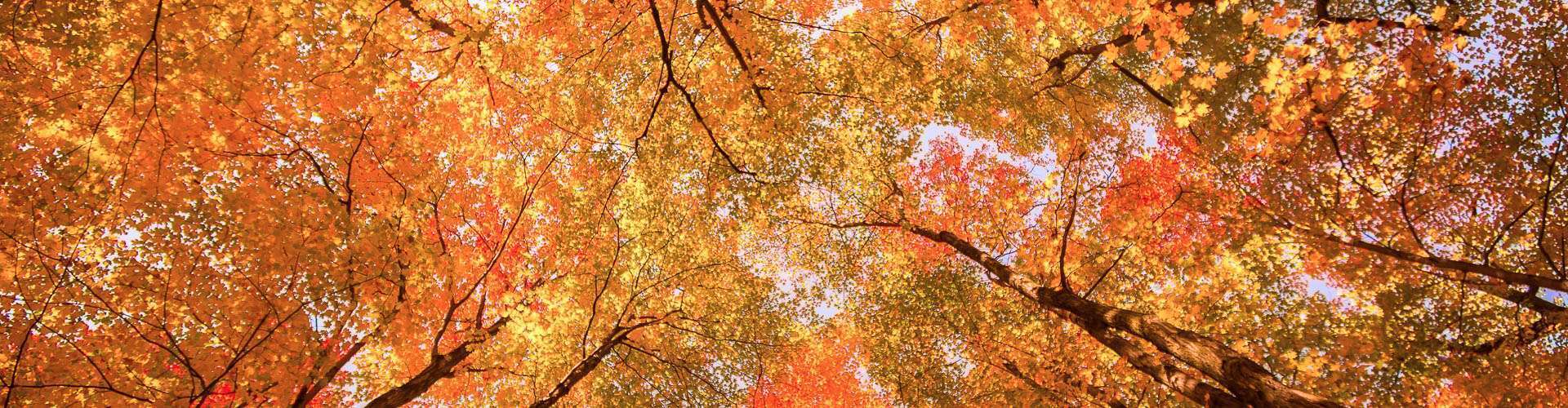 voyage photo automne adobestock 572172614 1
